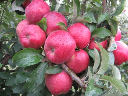 Фото сортов яблони (фото Ефимовой И.Л.) ©