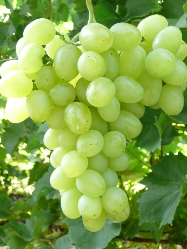 Фото сортов винограда (фото Головко С.А.) ©